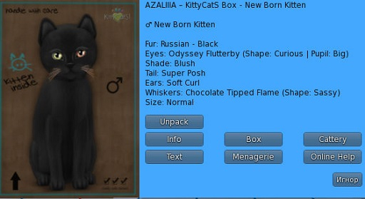 KittyCatS Box - New Born Kitten