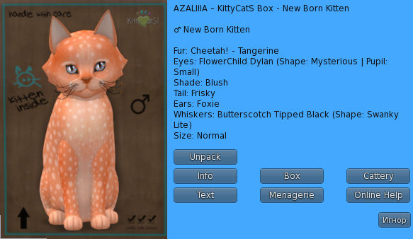 KittyCatS Box - New Born Kitten