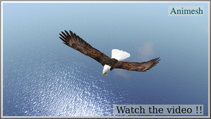 19041 soaring bald eagle