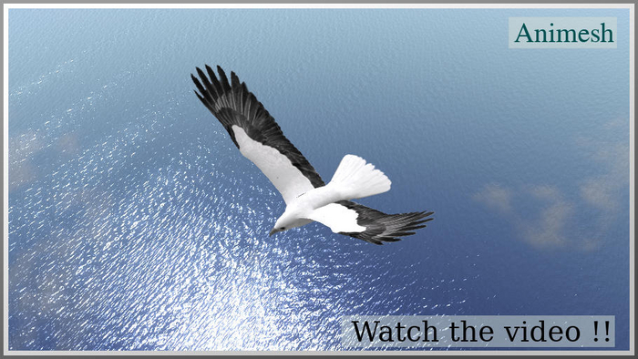 41041 soaring sea eagle