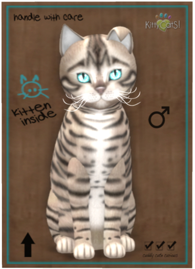 KittyCatS Box - Toyger - Blue