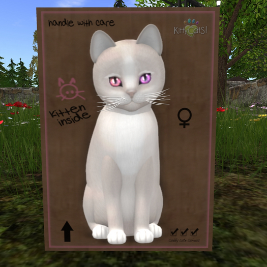 KittyCatS Box - New Born Kitten