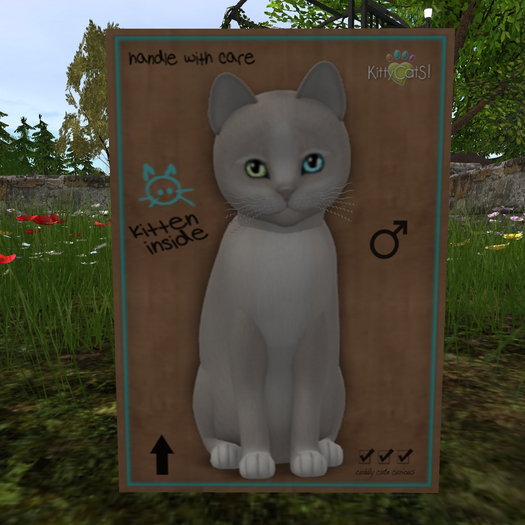 KittyCatS Box - New Born Kitten