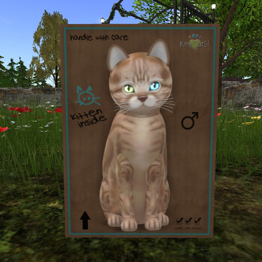 KittyCatS Box - New Born Kitten