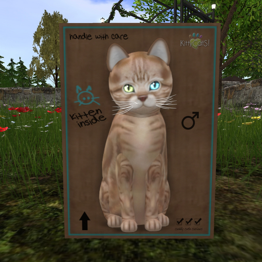 KittyCatS Box - New Born Kitten