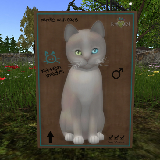 KittyCatS Box - New Born Kitten