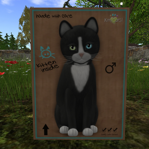 KittyCatS Box - New Born Kitten