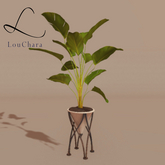 LouChara Francesca Potted Plant