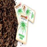 Potted: Spider Plant Seed: Emerald Gaze