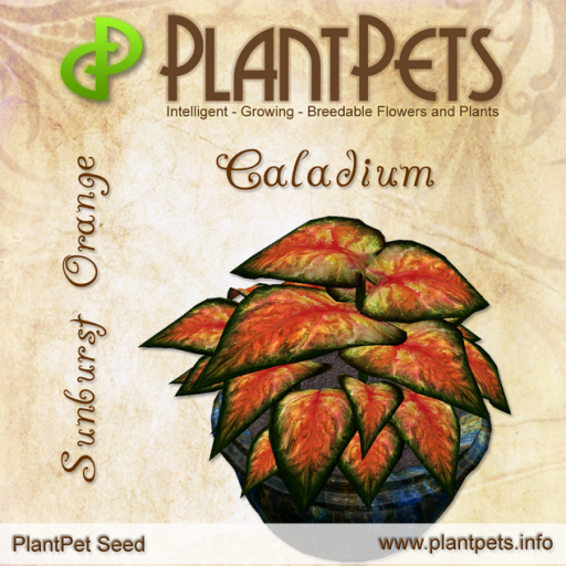 PlantPet Seed [Caladium *Sunburst Orange*] RARE ELITE