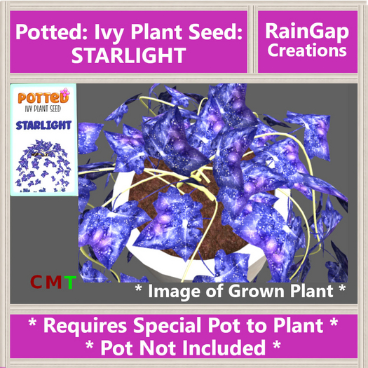 Potted: Ivy Plant Seed: Starlight  ACTUAL  ITEM