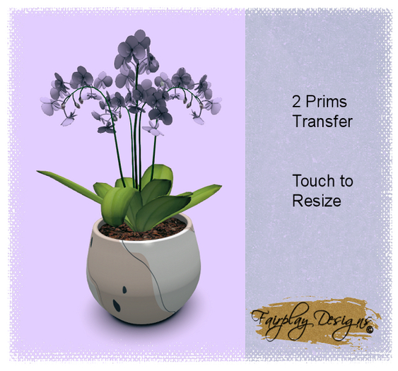 ~R~Hops Orchid