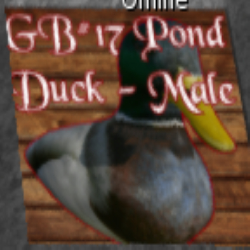 DFS GB#17 Pond Duck - Male