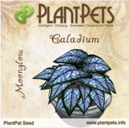 PlantPet Seed [Caladium *Moonglow*]