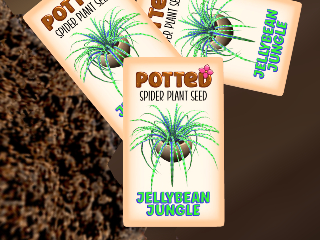 Second Life Marketplace - Potted: Spider Plant Seed: Jellybean Jungle