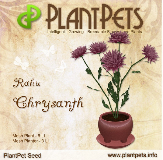 PlantPet Seed [Chrysanth *Rahu*] RARE