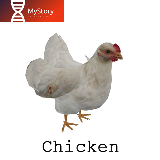 MyStory_Chicken