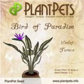 PlantPet Seed [Bird of Paradise *Violet Turaco*] Rare v.3.088