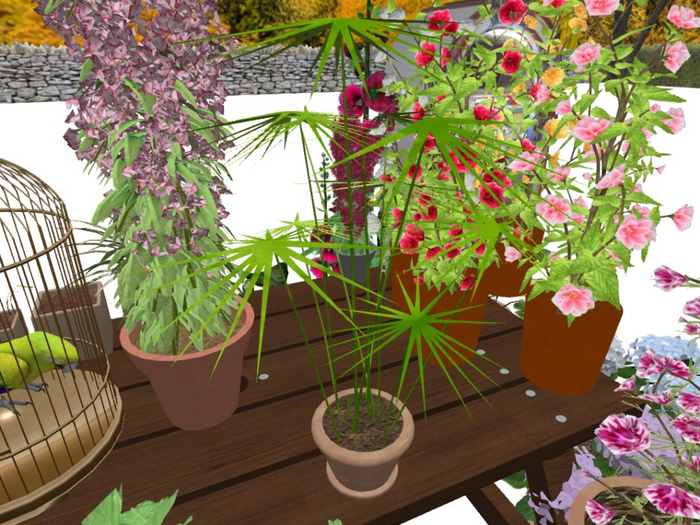 Umbrella Plant