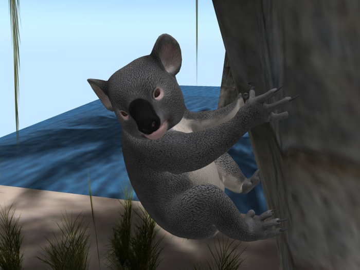 TM Koala - FP - Full Permissions