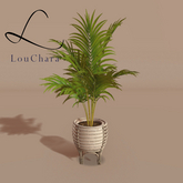 LouChara Mabel Potted Plant 