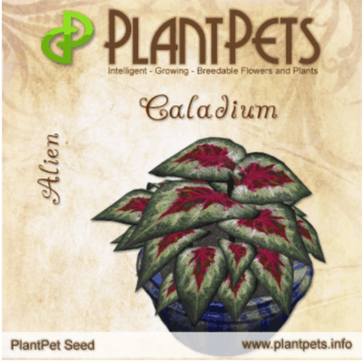 * PlantPet Seed [Caladium *Alien*]