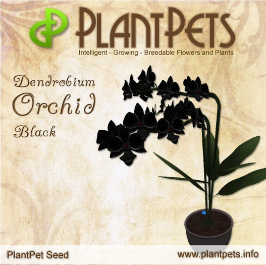 PlantPet Seed [Dendrobium Orchid *Black*]