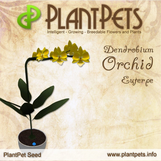 PlantPet Seed [Dendrobium Orchid *Euterpe*]