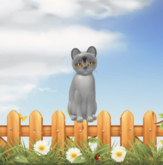 KittyCatS-Fur: Abyssinian - Black Silver-Size: Normal-Girl