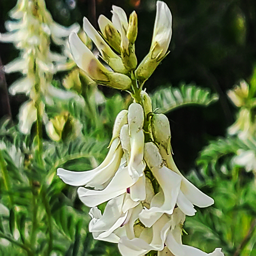 Southwest Flower 2