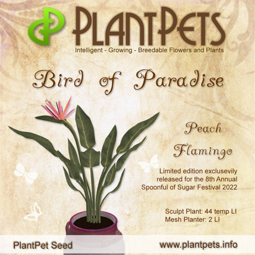 PlantPet Seed [Bird of Paradise *Peach Flamingo*] (LIMITED)