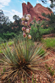 Southwest Plant III