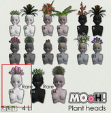 13. MOoH! Doll head White Tulip RARE