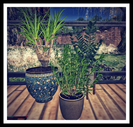 RHC SUMMER PATIO PLANTS