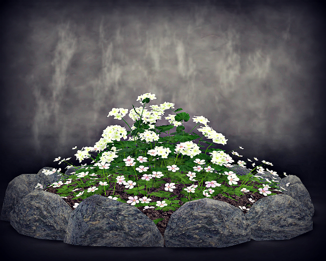 Flower bed White Geranium and Hydrangea