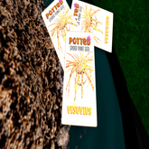 Potted: Spider Plant Seed: Vesuvius