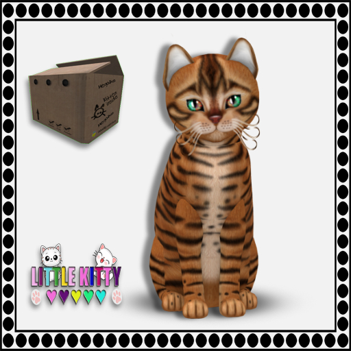 KittyCatS Box - 9T Toyger - Caramel F