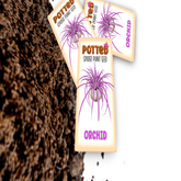 Potted: Spider Plant Seed: Orchid