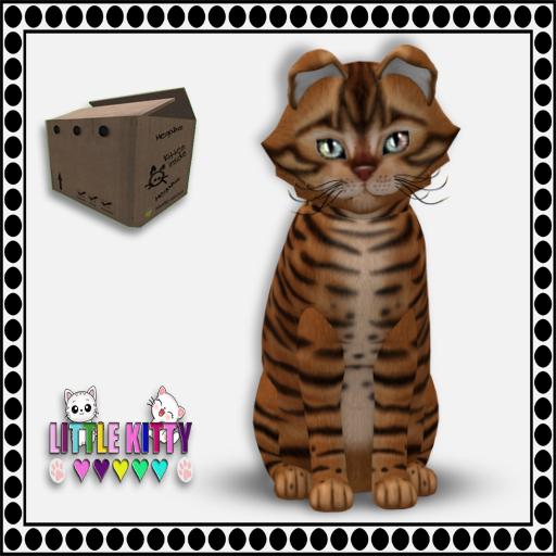 KittyCatS Box - 9T Toyger - Caramel M