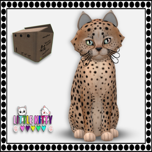 KittyCatS Box - 9T Cheetah! - Au Natural M