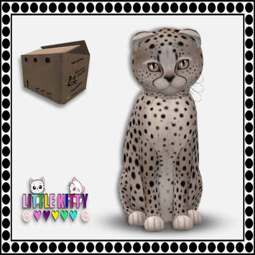 KittyCatS Box - 9T Cheetah! - Washed/SassySwank/TwkBouq M