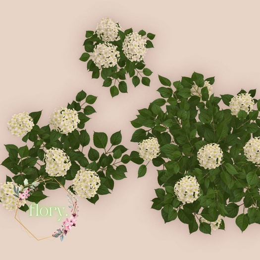 flory. - Hydrangea Bushes White / ADD