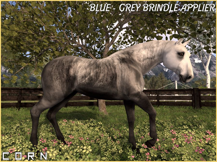 C O R N - Blue-Grey Brindle