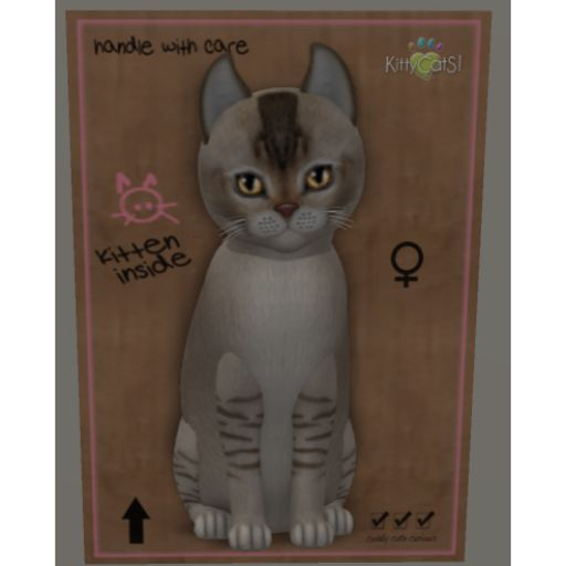 KittyCatS Box - New Born Kitten-Fur: Burmilla - Chocolate Silver Shaded-Size TOY