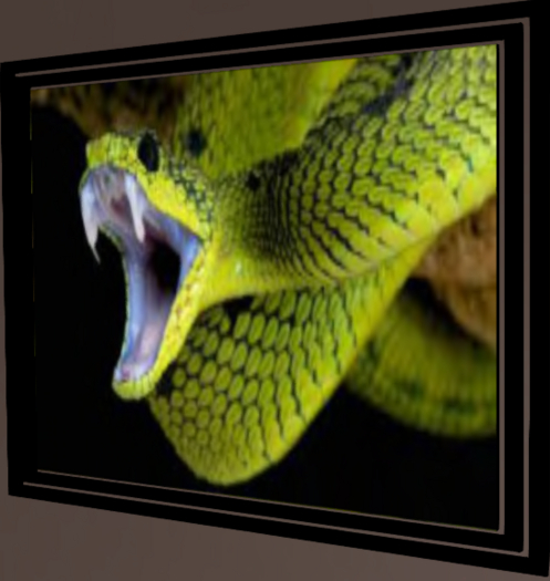 Western Bush Viper