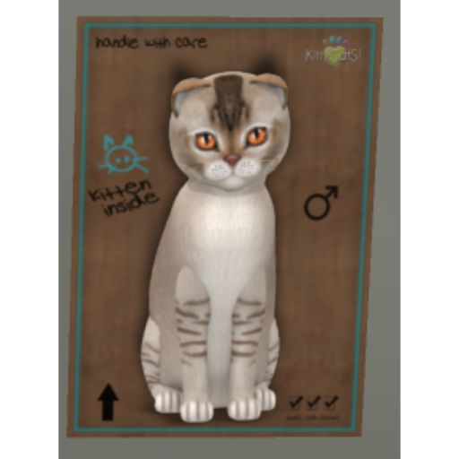 KittyCatS Box - -New Born Kitten-Fur: Burmilla - Chocolate Silver Shaded