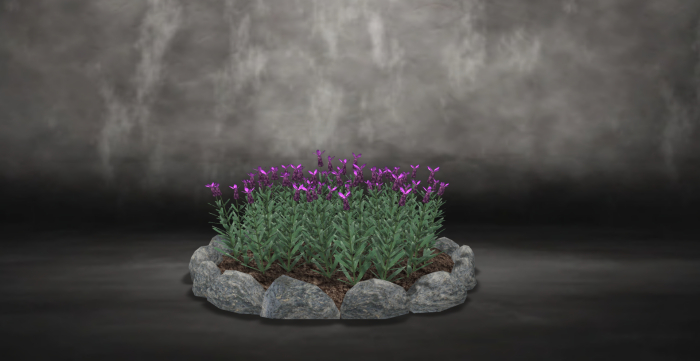 Lavender flower bed