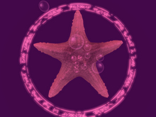 Papillon Starfish Tier 1 Tiny/Dull, Devious Type-A