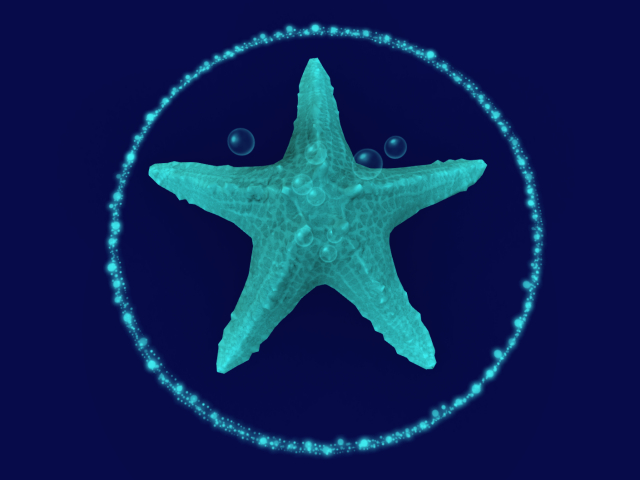 Papillon Starfish  Tier 1 Tiny/Normal, Sleepy Type-B