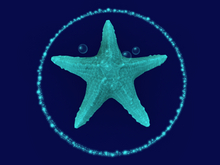 Papillon Starfish  Tier 1 Tiny/Normal, Sleepy Type-B